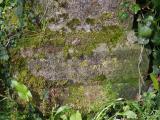 image of grave number 829700
